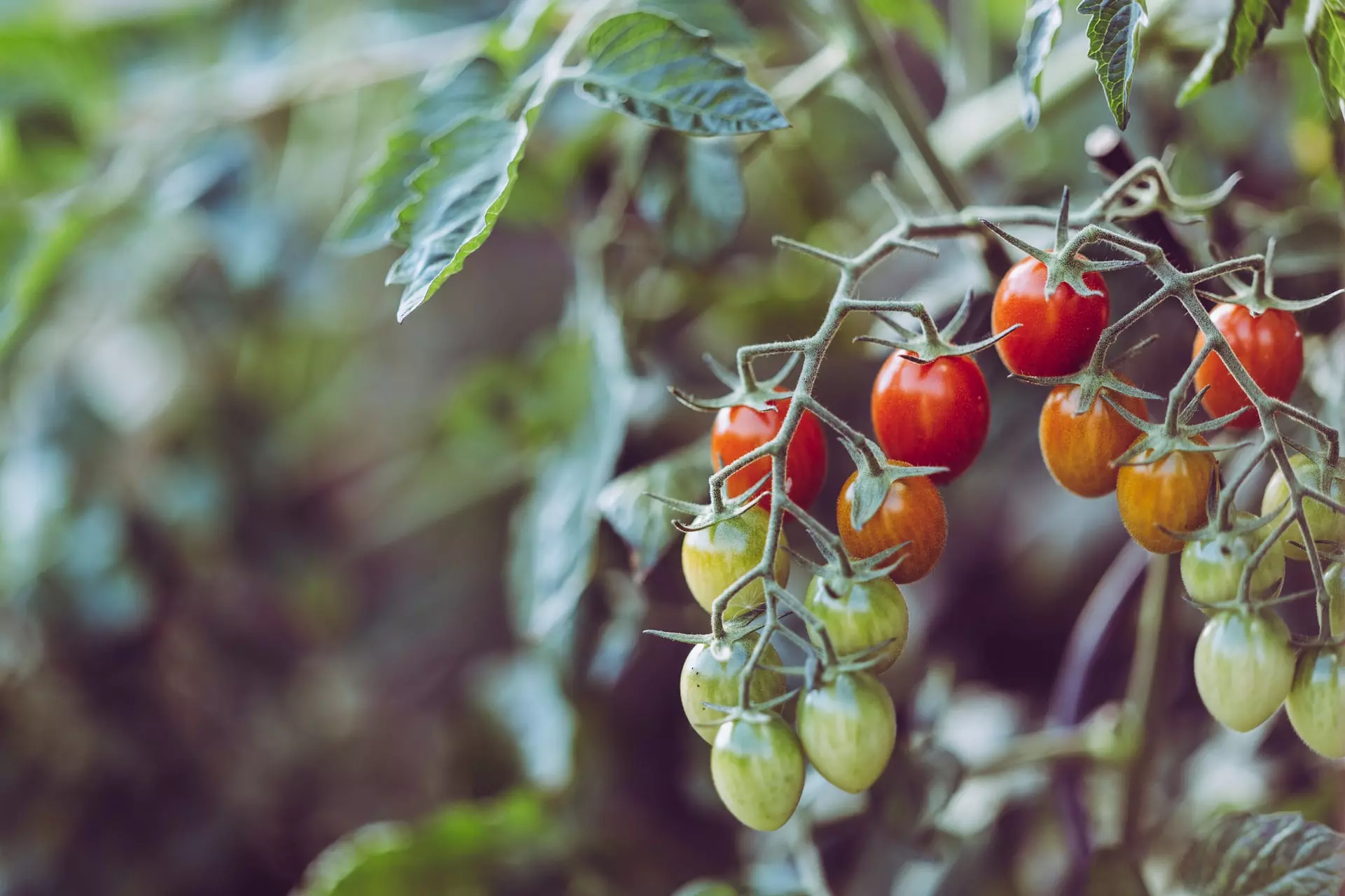 Vegetable Garden