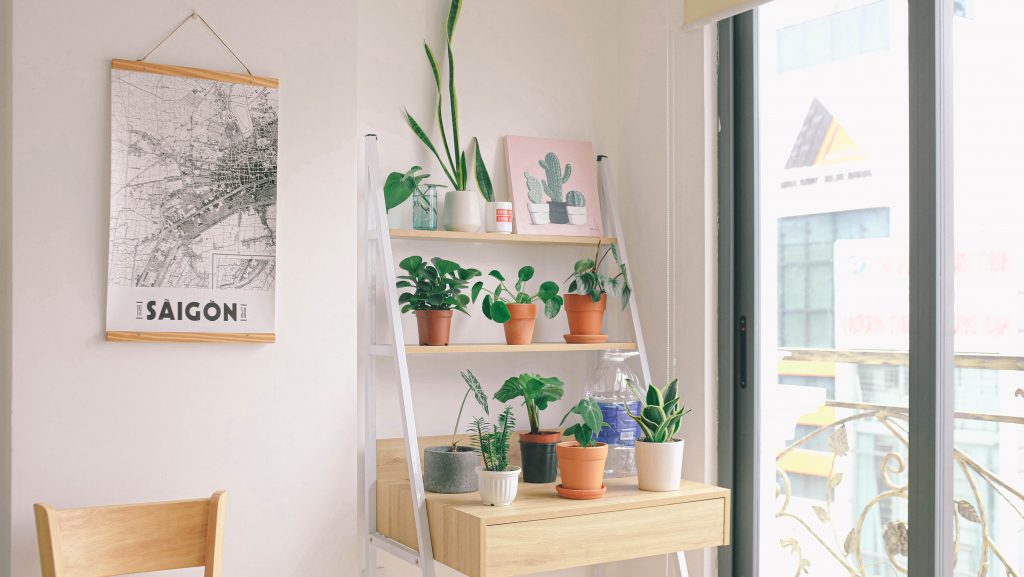 Indoor plants for home decor