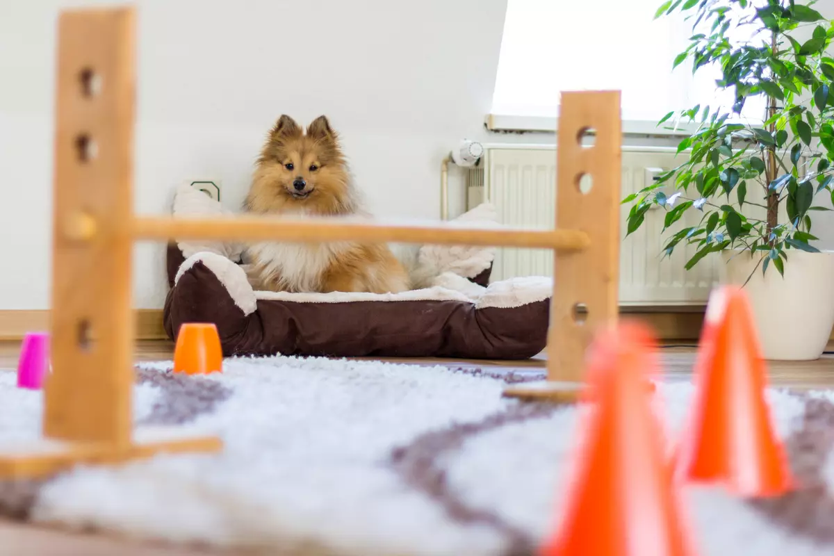 Make an obstacle course