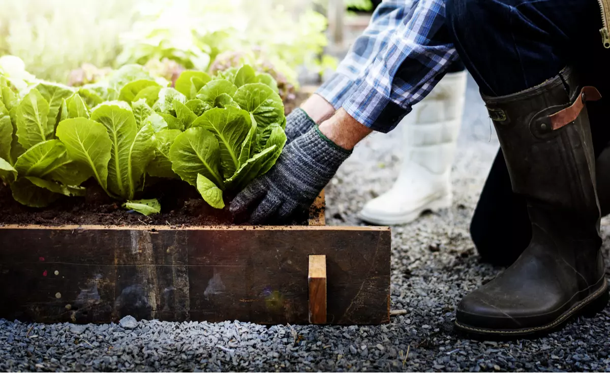 Man gardening and picking a green plant that looks edible.