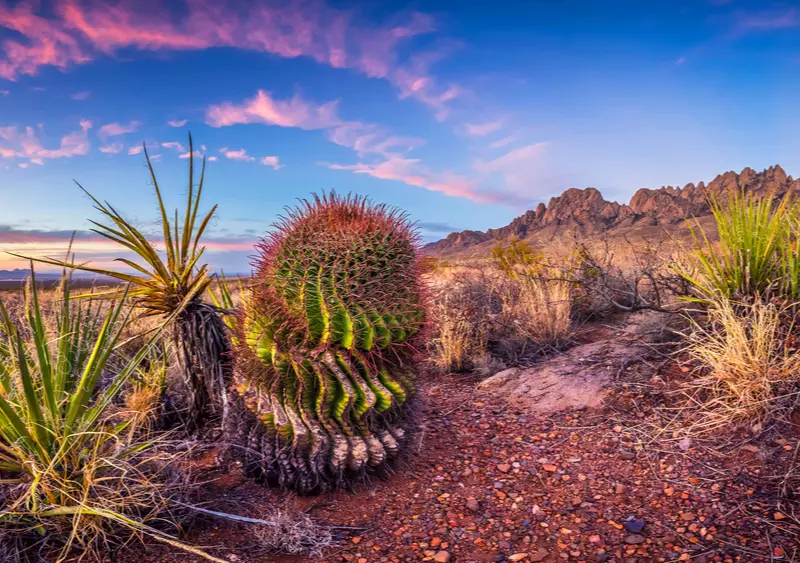 cactus in New Mexico one of the cheapest states