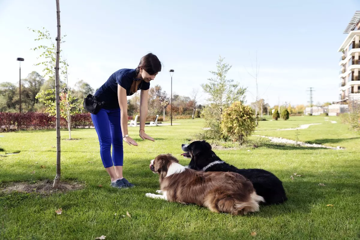 Trainer training dog